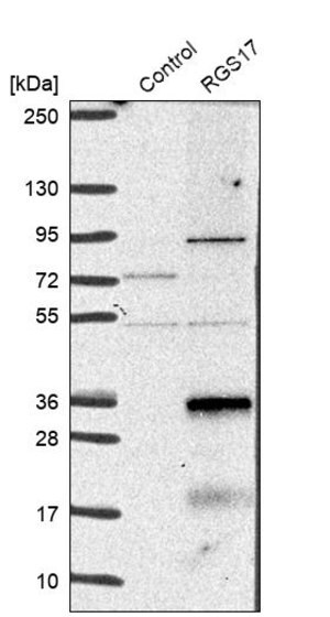 Merck Anti-RGS17 antibody produced in rabbit