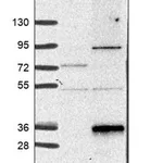 Merck Anti-RGS17 antibody produced in rabbit