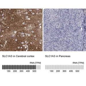 Merck Anti-SLC1A3 antibody produced in rabbit