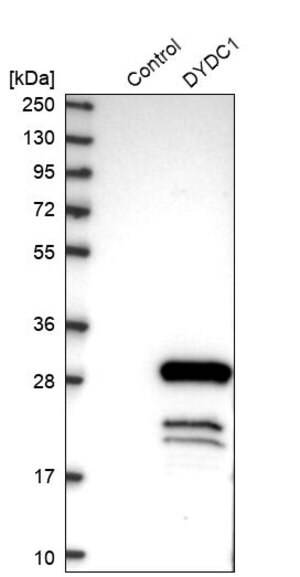 Merck Anti-DYDC1 antibody produced in rabbit
