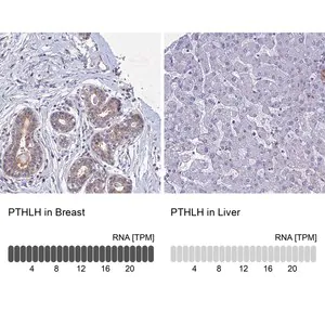 Merck Anti-PTHLH antibody produced in rabbit