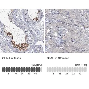 Merck Anti-OLAH antibody produced in rabbit