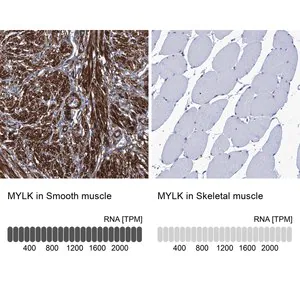Merck Anti-MYLK antibody produced in rabbit