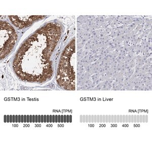 Merck Anti-GSTM3 antibody produced in rabbit