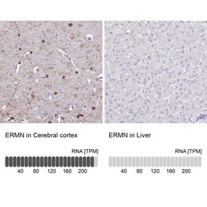 Merck Anti-ERMN antibody produced in rabbit