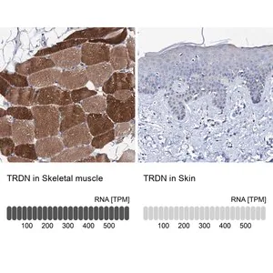 Merck Anti-TRDN antibody produced in rabbit