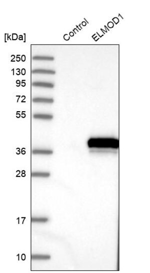 Merck Anti-ELMOD1 antibody produced in rabbit