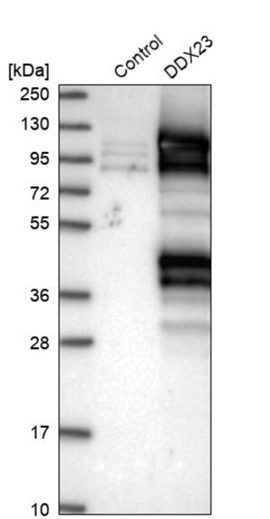 Merck Anti-DDX23 antibody produced in rabbit
