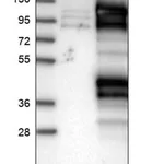 Merck Anti-DDX23 antibody produced in rabbit