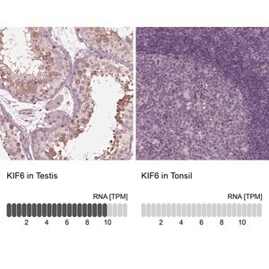 Merck Anti-KIF6 antibody produced in rabbit
