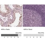Merck Anti-KIF6 antibody produced in rabbit