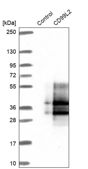 Merck Anti-CD99L2 antibody produced in rabbit