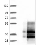Merck Anti-CD99L2 antibody produced in rabbit