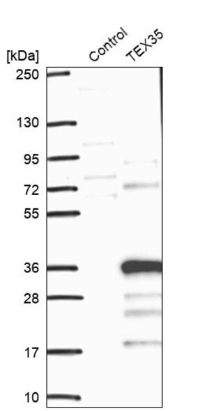 Merck Anti-TEX35 antibody produced in rabbit