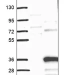 Merck Anti-TEX35 antibody produced in rabbit