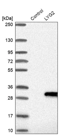 Merck Anti-LYG2 antibody produced in rabbit