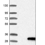 Merck Anti-LYG2 antibody produced in rabbit