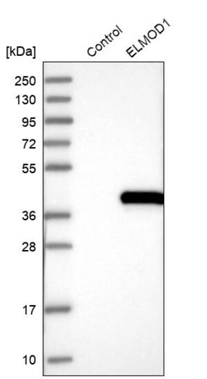Merck Anti-ELMOD1 antibody produced in rabbit