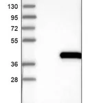 Merck Anti-ELMOD1 antibody produced in rabbit