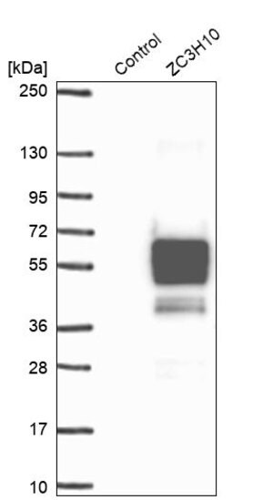 Merck Anti-ZC3H10 antibody produced in rabbit
