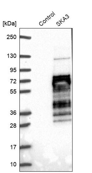 Merck Anti-SKA3 antibody produced in rabbit