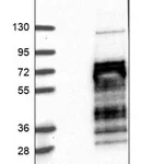 Merck Anti-SKA3 antibody produced in rabbit