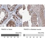 Merck Anti-TRAFD1 antibody produced in rabbit