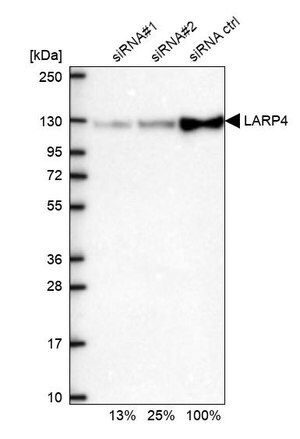 Merck Anti-LARP4 antibody produced in rabbit