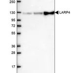 Merck Anti-LARP4 antibody produced in rabbit