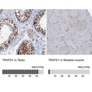 Merck Anti-TRAFD1 antibody produced in rabbit