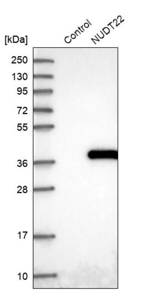 Merck Anti-NUDT22 antibody produced in rabbit