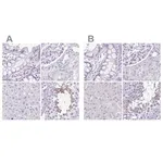 Merck Anti-SPERT antibody produced in rabbit
