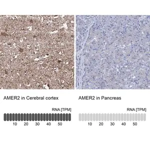 Merck Anti-AMER2 antibody produced in rabbit