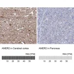 Merck Anti-AMER2 antibody produced in rabbit
