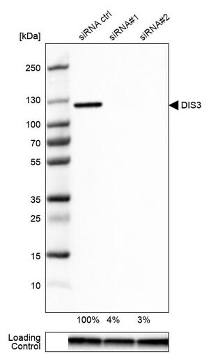 Merck Anti-DIS3 antibody produced in rabbit