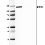 Merck Anti-DIS3 antibody produced in rabbit