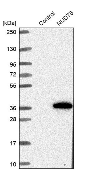 Merck Anti-NUDT6 antibody produced in rabbit