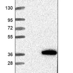 Merck Anti-NUDT6 antibody produced in rabbit