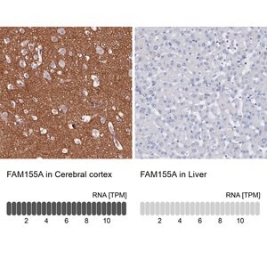 Merck Anti-FAM155A antibody produced in rabbit