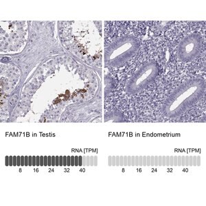 Merck Anti-FAM71B antibody produced in rabbit