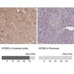 Merck Anti-AP3B2 antibody produced in rabbit