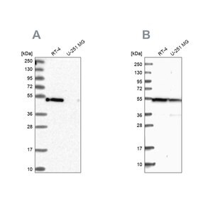 Merck Anti-RASSF9 antibody produced in rabbit