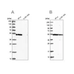 Merck Anti-RASSF9 antibody produced in rabbit