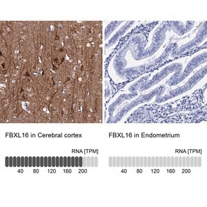 Merck Anti-FBXL16 antibody produced in rabbit