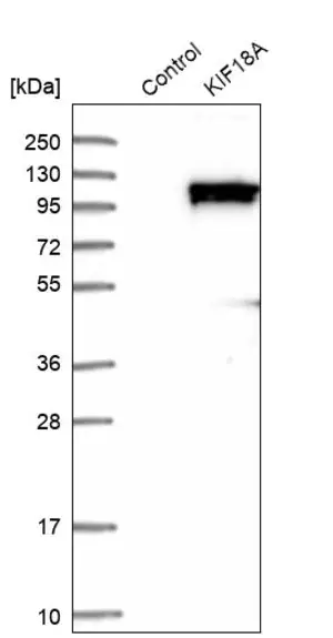 Merck Anti-KIF18A antibody produced in rabbit
