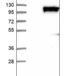 Merck Anti-KIF18A antibody produced in rabbit