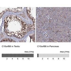 Merck Anti-C10orf88 antibody produced in rabbit