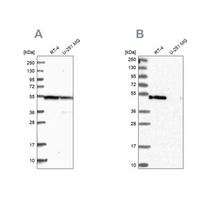 Merck Anti-RASSF9 antibody produced in rabbit