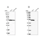 Merck Anti-RASSF9 antibody produced in rabbit