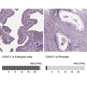 Merck Anti-CASC1 antibody produced in rabbit